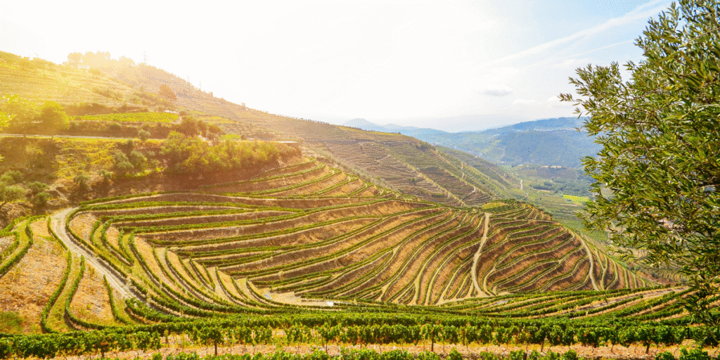 wine tasting limo service